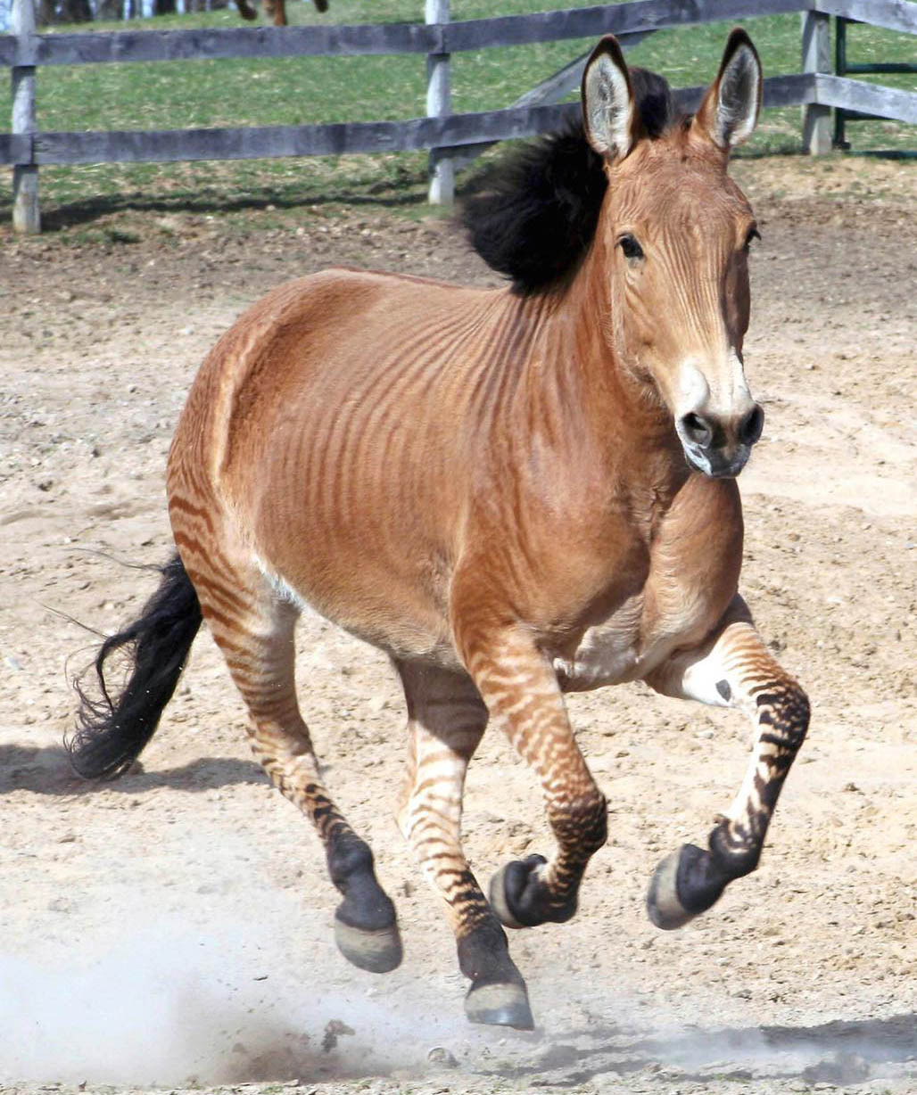 Zelda The Zorse